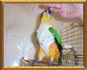 Mango