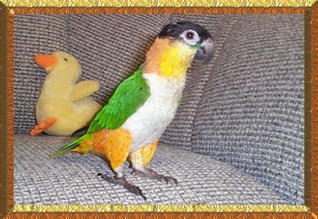 Mango