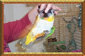 Mango