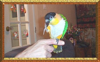 Mango