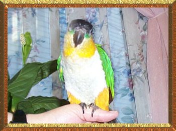 Mango