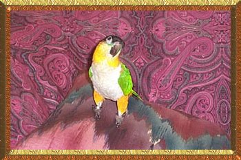 Mango